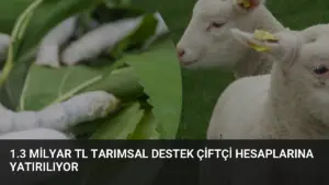 1.3 Milyar TL Tarımsal Destek Çiftçi Hesaplarına Yatırılıyor
