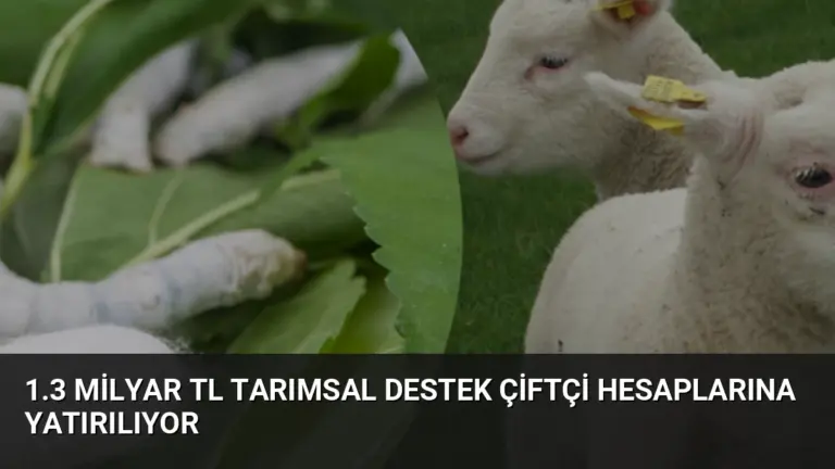 1.3 Milyar TL Tarımsal Destek Çiftçi Hesaplarına Yatırılıyor